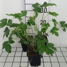 Anemone hybr. 'Wild Swan'  Pot 9 