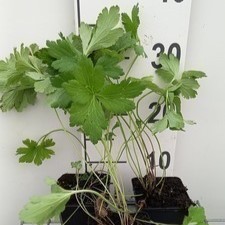 Anemone leveillei  Pot 9 