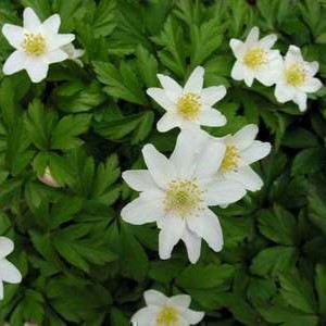 Anemone nemorosa  Pot 9 