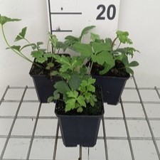 Anemone rivularis  Pot 9 