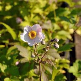 Anemone tom. 'Robustissima'  Pot 9 