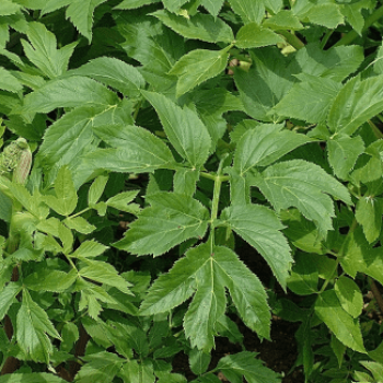 Angelica archangelica  Pot 9 