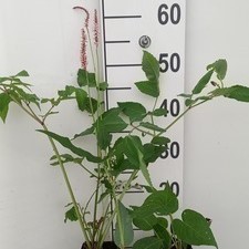 Angelica sylvestris  Pot 9 