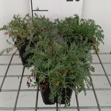 Anthemis carp. 'Karpatenschnee'  Pot 9 
