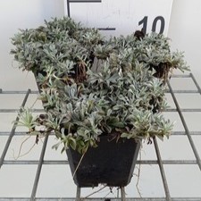 Antennaria dioica 'Alba'  Pot 9 