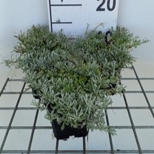Antennaria dioica 'Rubra'  Pot 9 