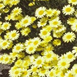 Anthemis hybr. 'E. C. Buxton'  Pot 9 