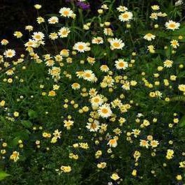 Anthemis hybr. 'Sauce Hollandaise'  Pot 9 