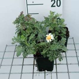 Anthemis hybr. 'Susanna Mitchell' ( 'blomit')  Pot 9 