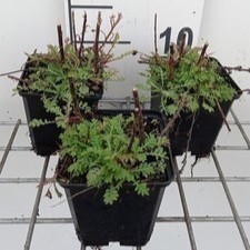 Anthemis hybr. 'Kelwayi'  Pot 9 