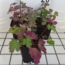 Aquilegia can. 'Little Lanterns'  Pot 9 