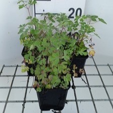 Aquilegia chrysantha 'Yellow Star'  Pot 9 