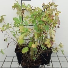 Aquilegia hybr. 'Koralle'  Pot 9 