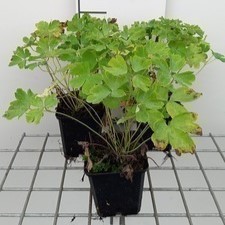Aquilegia vulg. 'Green Apples'  Pot 9 