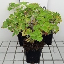 Aquilegia vulg. 'Nivea' (alba)  Pot 9 