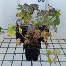 Aquilegia vulg. 'Rose Barlow'  Pot 9 