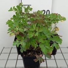 Aquilegia vulg. 'Ruby Port'  Pot 9 