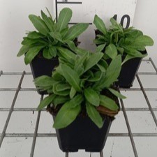 Arabis blepharophylla  Pot 9 