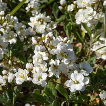 Arabis cauc. 'Plena'  Pot 9 