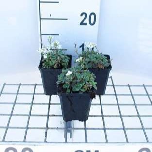 Arabis cauc. 'Schneehaube' ('snowcap')  Pot 9 