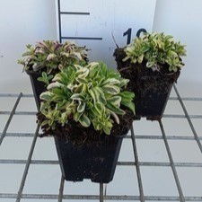 Arabis ferd.-coburgii 'Old Gold'  Pot 9 