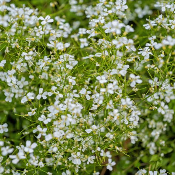 Arabis procurrens 'Glacier'  Pot 9 