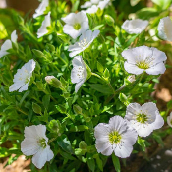 Arenaria montana  Pot 9 