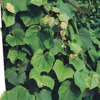 Aristolochia macrophylla (= durior) 0.50 à 0.60 m Cont. 