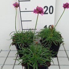 Armeria mar. 'Dusseldorfer Stolz'  Pot 9 