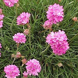 Armeria mar. 'Rosea Compacta'  Pot 9 