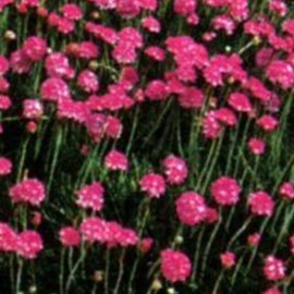 Armeria mar. 'Splendens Perfecta'  Pot 9 