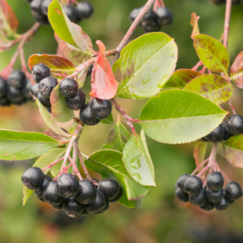 Aronia mel. 'Hugin' 0.50 à 0.60 m Cont. 