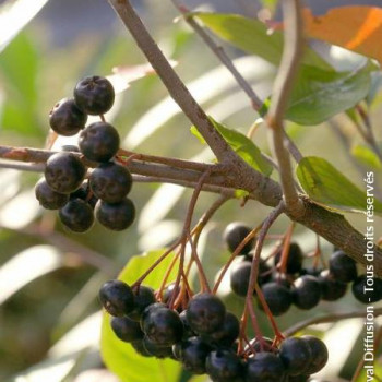 Aronia melanocarpa 0.40 à 0.60 m Cont. 