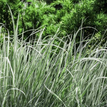 Arrhenatherum eliatus 'Variegatum'  Pot 9 