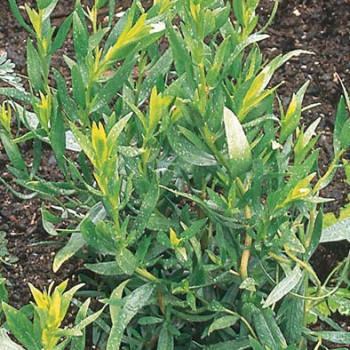 Artemisia dracunculus