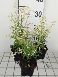 Artemisia lact. 'Elfenbein'  Pot 9 