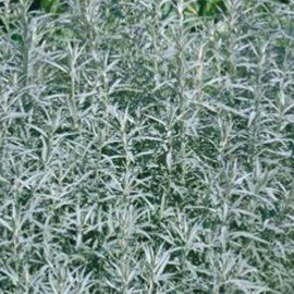 Artemisia ludov. 'Silver Queen'  Pot 9 