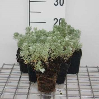 Artemisia schmidtiana 'Nana'  Pot 9 