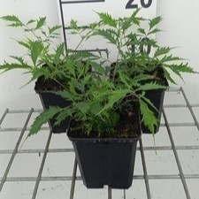 Aruncus dioicus 'Kneiffii'  Pot 9 