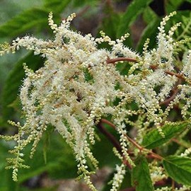 Aruncus dioicus (= sylvestris)  Pot 9 