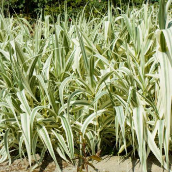 Arundo donax 'Versicolor' (='variegata')  CT 3 litres 