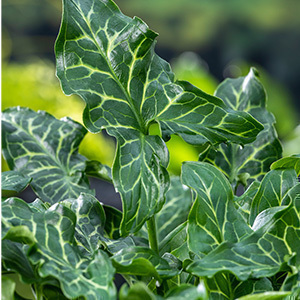 Arum italicum  Pot 9 