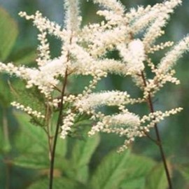 Aruncus aethusifolius  Pot 9 