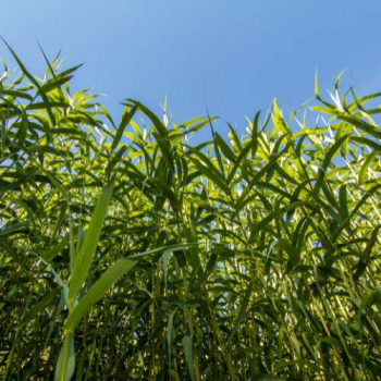 Arundo donax  Pot 9 