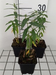 Asclepias incarnata 'Ice Ballet'  Pot 9 