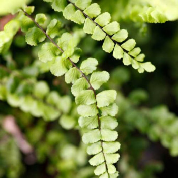 Asplenium trichomanes  Pot 9 