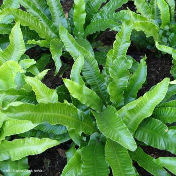 Asplenium scol. 'Angustatum' ( 'angustifolium')  Pot 9 