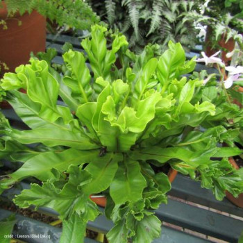 Asplenium scol. 'Cristata'  Pot 9 