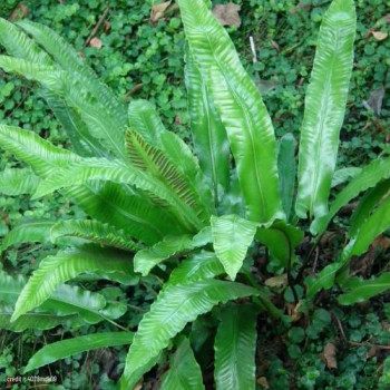 Asplenium scolopendrium (=phyllitis scol.)  CT 2 litres 