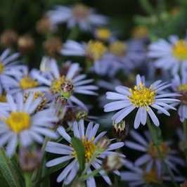 Aster ageratoides 'Adustus Nanus'  Pot 9 